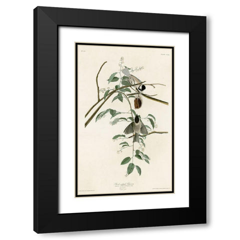 Black Capped Titmouse Black Modern Wood Framed Art Print with Double Matting by Vintage Apple Collection