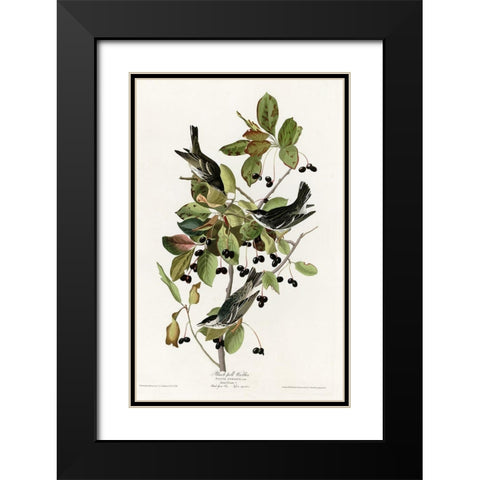 Black Poll Warbler Black Modern Wood Framed Art Print with Double Matting by Vintage Apple Collection