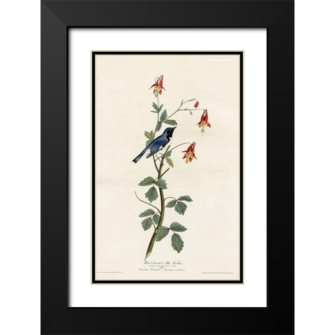 Black Throated Blue Warbler Black Modern Wood Framed Art Print with Double Matting by Vintage Apple Collection