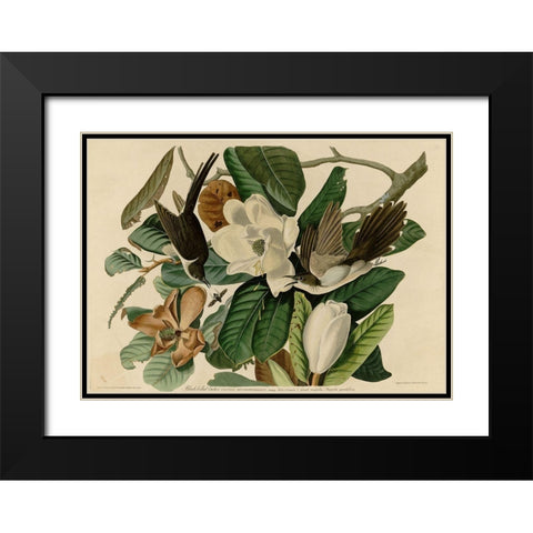 Blackbilled Cuckoo Black Modern Wood Framed Art Print with Double Matting by Vintage Apple Collection