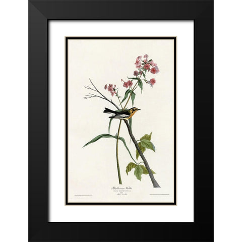 Blackburnian Warbler Black Modern Wood Framed Art Print with Double Matting by Vintage Apple Collection