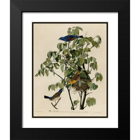 Blue Grosbeak Black Modern Wood Framed Art Print with Double Matting by Vintage Apple Collection