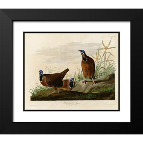 Blue Headed Pigeon Black Modern Wood Framed Art Print with Double Matting by Vintage Apple Collection