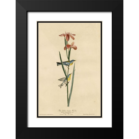 Blue Yellowbacked Warbler Black Modern Wood Framed Art Print with Double Matting by Vintage Apple Collection