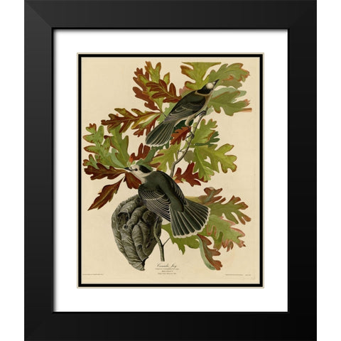 Canada Jay Black Modern Wood Framed Art Print with Double Matting by Vintage Apple Collection
