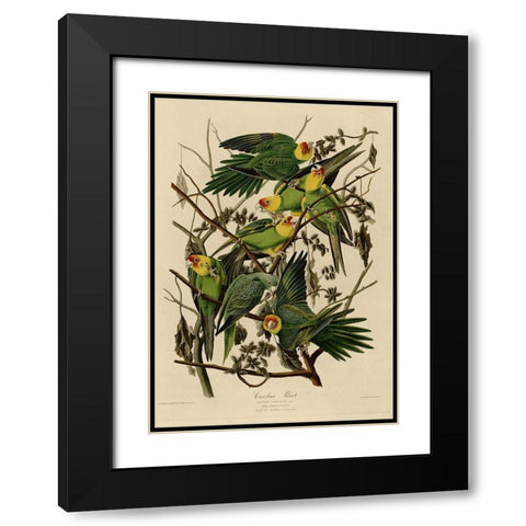 Carolina Parrot Black Modern Wood Framed Art Print with Double Matting by Vintage Apple Collection