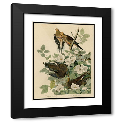 Carolina Turtledove Black Modern Wood Framed Art Print with Double Matting by Vintage Apple Collection