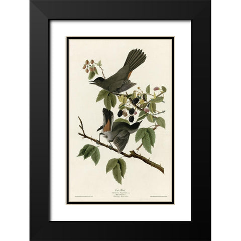 Catbird Black Modern Wood Framed Art Print with Double Matting by Vintage Apple Collection