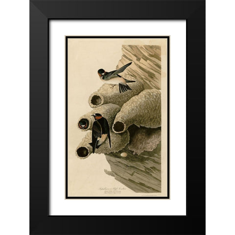 Cilff Swallow Black Modern Wood Framed Art Print with Double Matting by Vintage Apple Collection
