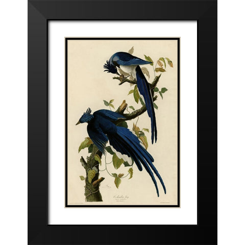 Columbia Jay Black Modern Wood Framed Art Print with Double Matting by Vintage Apple Collection