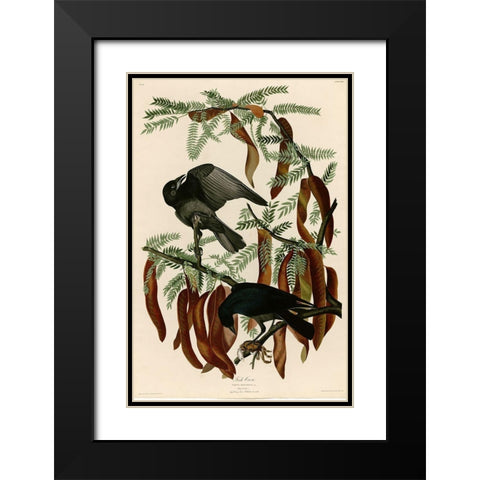 Fish Crow Black Modern Wood Framed Art Print with Double Matting by Vintage Apple Collection