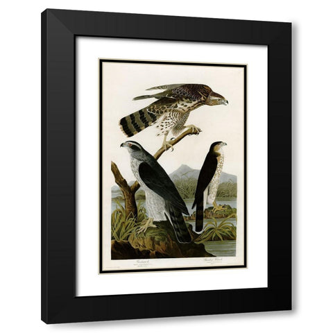 Goshawk Stanley Hawk Black Modern Wood Framed Art Print with Double Matting by Vintage Apple Collection
