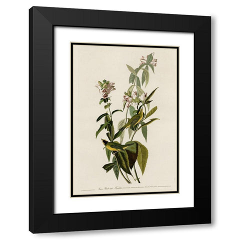 Greenblack-Capt Flycatcher Black Modern Wood Framed Art Print with Double Matting by Vintage Apple Collection
