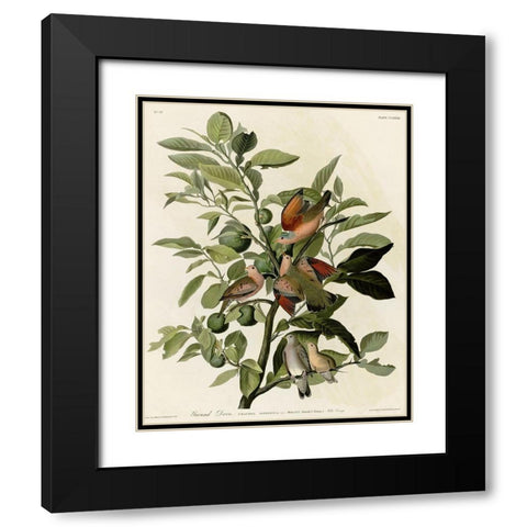 Ground Dove Black Modern Wood Framed Art Print with Double Matting by Vintage Apple Collection