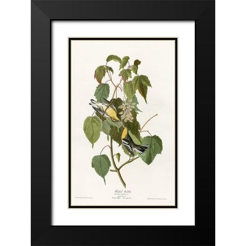 Hemlock Warbler Black Modern Wood Framed Art Print with Double Matting by Vintage Apple Collection