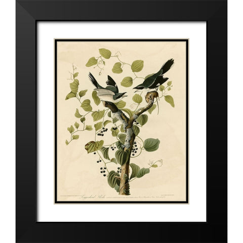 Loggerhead Shrike Black Modern Wood Framed Art Print with Double Matting by Vintage Apple Collection
