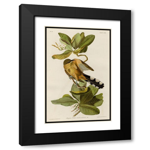 Mangrove Cuckoo Black Modern Wood Framed Art Print with Double Matting by Vintage Apple Collection