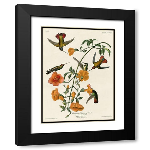 Mangrove Hummingbird Black Modern Wood Framed Art Print with Double Matting by Vintage Apple Collection