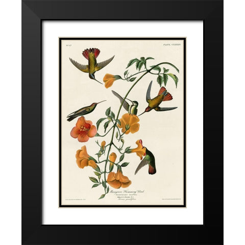 Mangrove Hummingbird Black Modern Wood Framed Art Print with Double Matting by Vintage Apple Collection