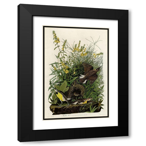 Meadow Lark Black Modern Wood Framed Art Print with Double Matting by Vintage Apple Collection