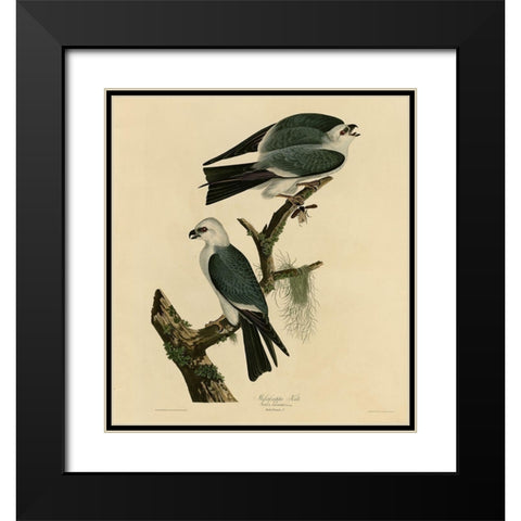 Mississippi Kite Black Modern Wood Framed Art Print with Double Matting by Vintage Apple Collection