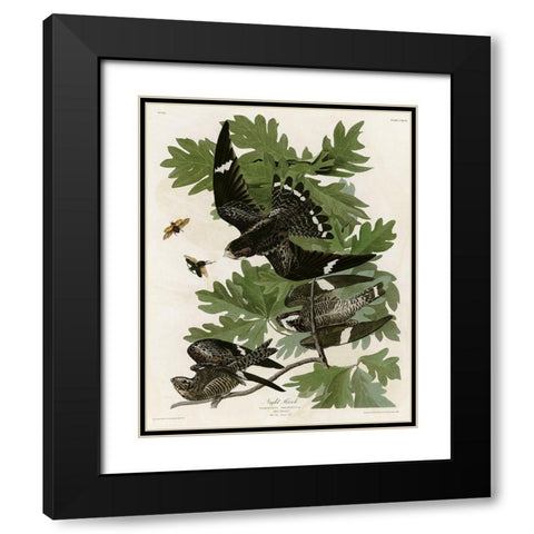 Night Hawk Black Modern Wood Framed Art Print with Double Matting by Vintage Apple Collection