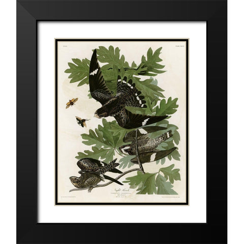 Night Hawk Black Modern Wood Framed Art Print with Double Matting by Vintage Apple Collection