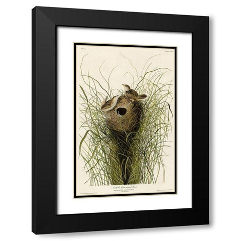 Nuttalls Lesser-Marsh Wren Black Modern Wood Framed Art Print with Double Matting by Vintage Apple Collection
