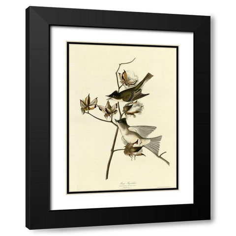 Pewit Flycatcher Black Modern Wood Framed Art Print with Double Matting by Vintage Apple Collection