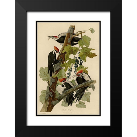 Pileated Woodpecker Black Modern Wood Framed Art Print with Double Matting by Vintage Apple Collection