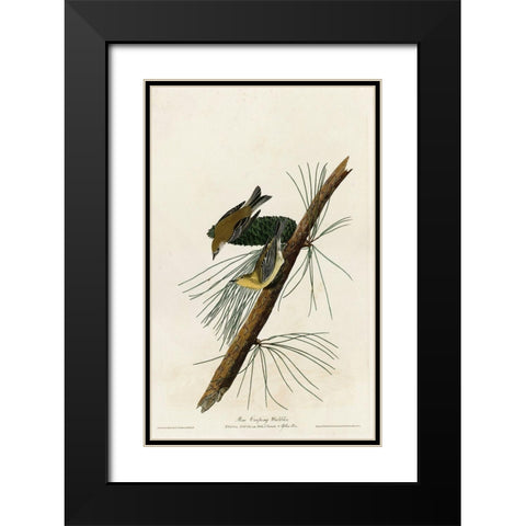 Pine Creeping Warbler Black Modern Wood Framed Art Print with Double Matting by Vintage Apple Collection