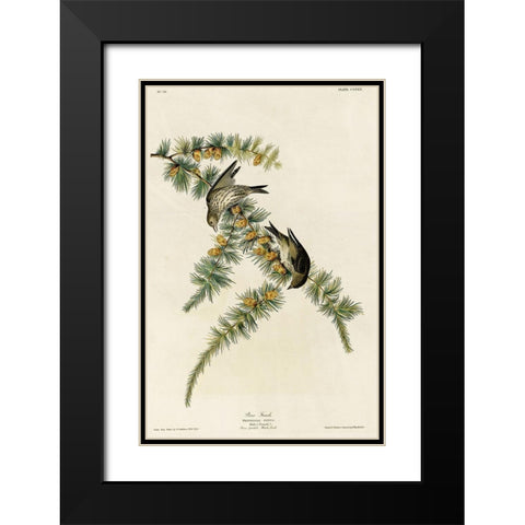 Pine Finch Black Modern Wood Framed Art Print with Double Matting by Vintage Apple Collection