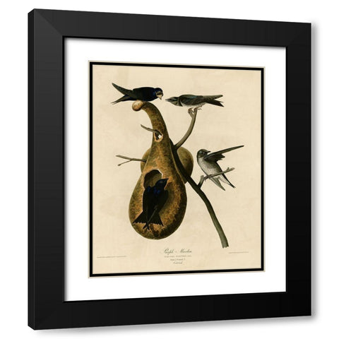 Purple Martin Black Modern Wood Framed Art Print with Double Matting by Vintage Apple Collection