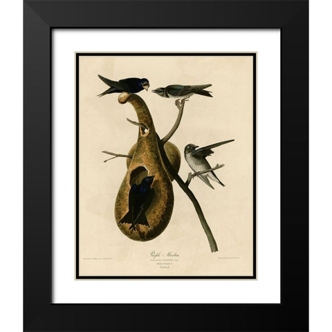 Purple Martin Black Modern Wood Framed Art Print with Double Matting by Vintage Apple Collection