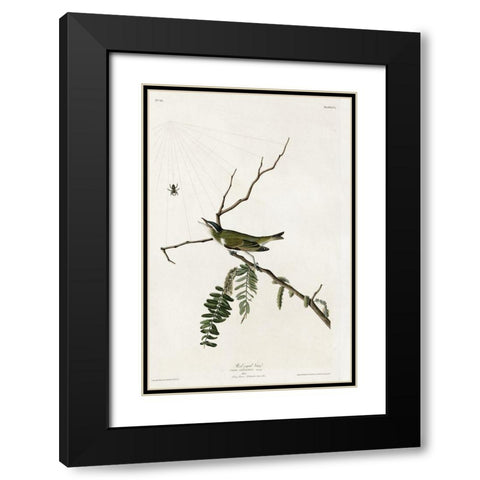 Red Eyed Vireo Black Modern Wood Framed Art Print with Double Matting by Vintage Apple Collection