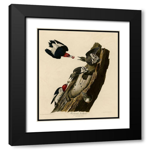 Red Headed Woodpecker Black Modern Wood Framed Art Print with Double Matting by Vintage Apple Collection