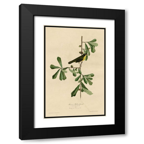 Roscoesyellow Throat Black Modern Wood Framed Art Print with Double Matting by Vintage Apple Collection