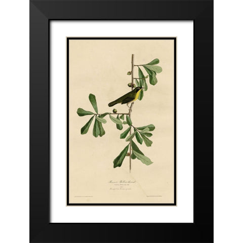 Roscoesyellow Throat Black Modern Wood Framed Art Print with Double Matting by Vintage Apple Collection