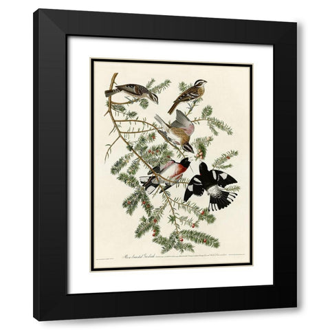 Rose Breasted Grosbeak Black Modern Wood Framed Art Print with Double Matting by Vintage Apple Collection