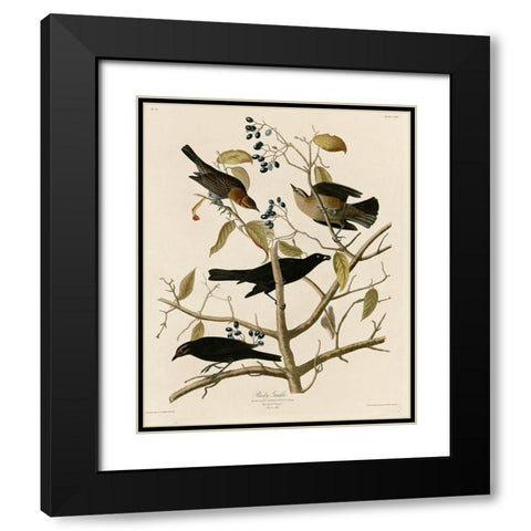 Rusty Grakle Black Modern Wood Framed Art Print with Double Matting by Vintage Apple Collection