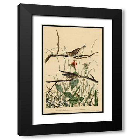 Savannah Finch Black Modern Wood Framed Art Print with Double Matting by Vintage Apple Collection