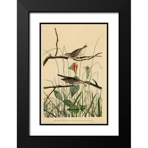 Savannah Finch Black Modern Wood Framed Art Print with Double Matting by Vintage Apple Collection