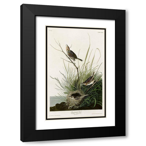 Sharp Tailed Finch Black Modern Wood Framed Art Print with Double Matting by Vintage Apple Collection