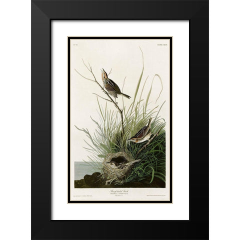 Sharp Tailed Finch Black Modern Wood Framed Art Print with Double Matting by Vintage Apple Collection