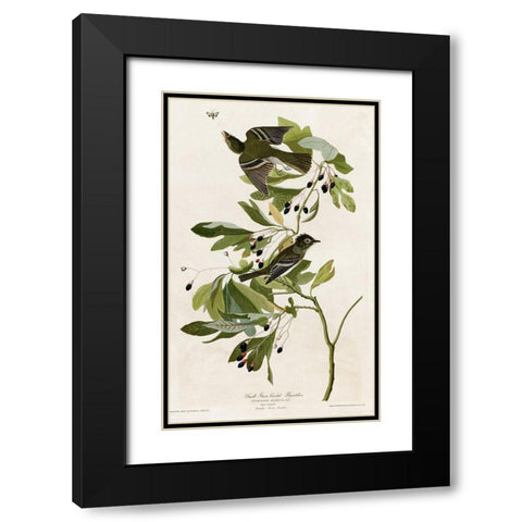 Small Green Crested Flycatcher Black Modern Wood Framed Art Print with Double Matting by Vintage Apple Collection