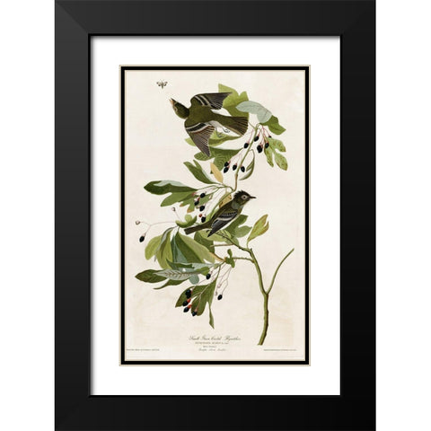 Small Green Crested Flycatcher Black Modern Wood Framed Art Print with Double Matting by Vintage Apple Collection