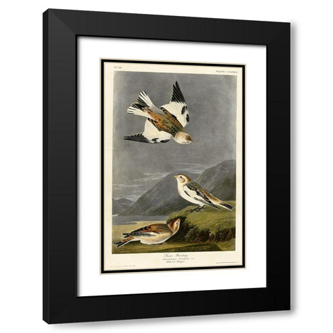 Snow Bunting Black Modern Wood Framed Art Print with Double Matting by Vintage Apple Collection