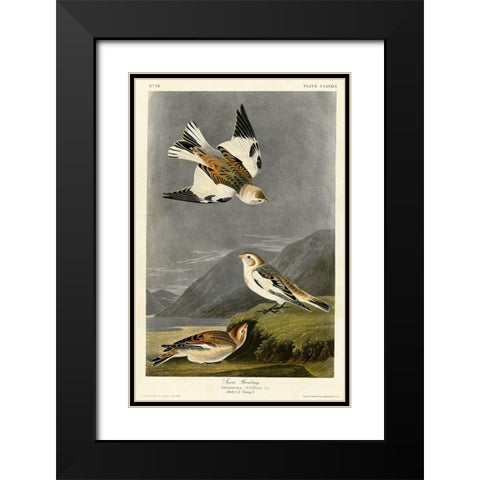 Snow Bunting Black Modern Wood Framed Art Print with Double Matting by Vintage Apple Collection