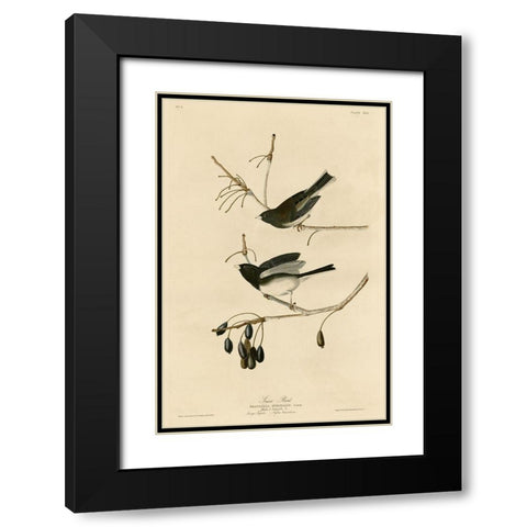 Snowbird Black Modern Wood Framed Art Print with Double Matting by Vintage Apple Collection