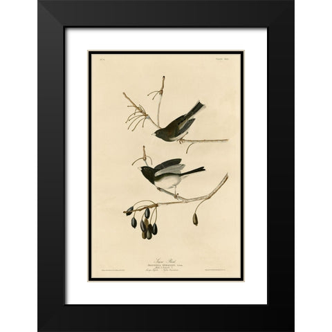 Snowbird Black Modern Wood Framed Art Print with Double Matting by Vintage Apple Collection